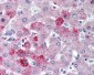 CCR10 / GPR2 Antibody (aa350-362)